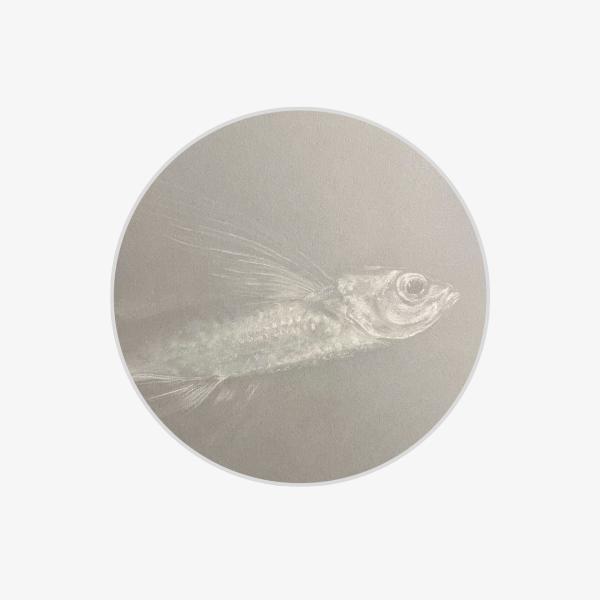 portrait drawing of a flying fish with white chalk on gray paper which gives a shiny or metallic look