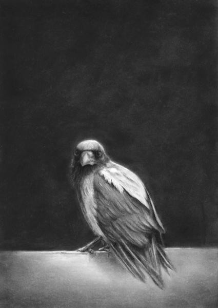black pastel and charcoal drawing of a young hooded crow in front of a black background