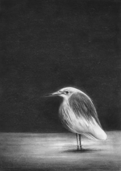 Javan pond heron in fornt of a black background