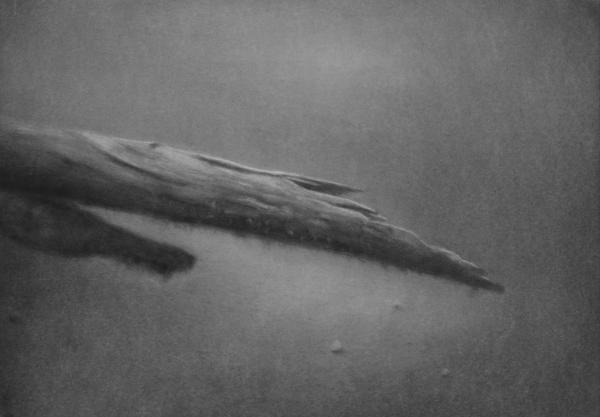 old dead tree in sandy and foggy landscape