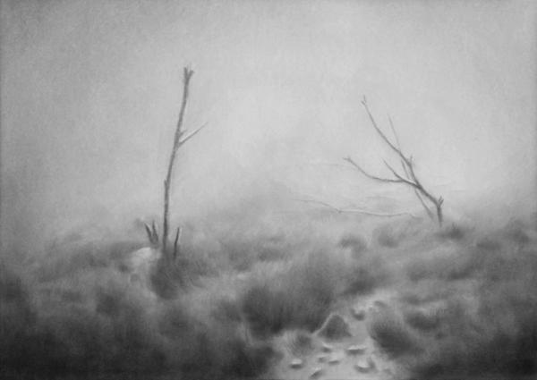 foggy grass and dead trees