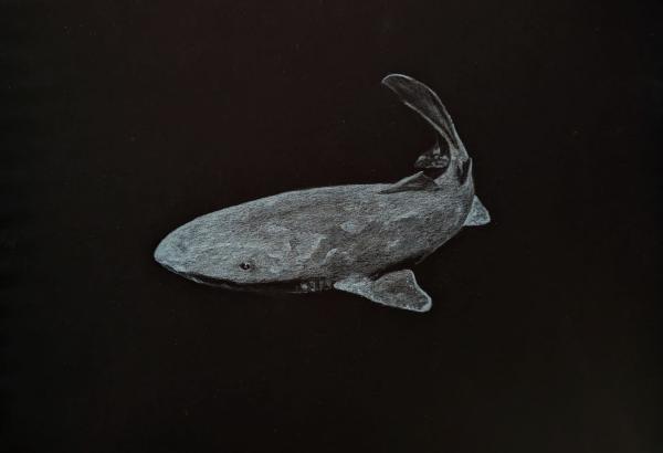drawing of a white greenland shark on black background