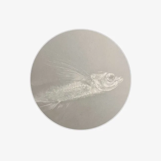 portrait drawing of a flying fish with white chalk on gray paper which gives a shiny or metallic look