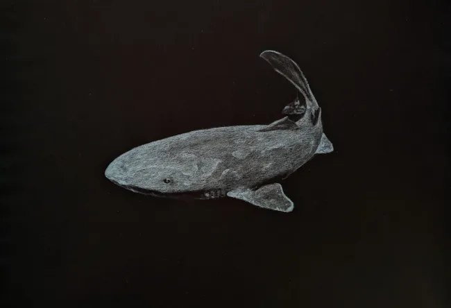 drawing of a white greenland shark on black background